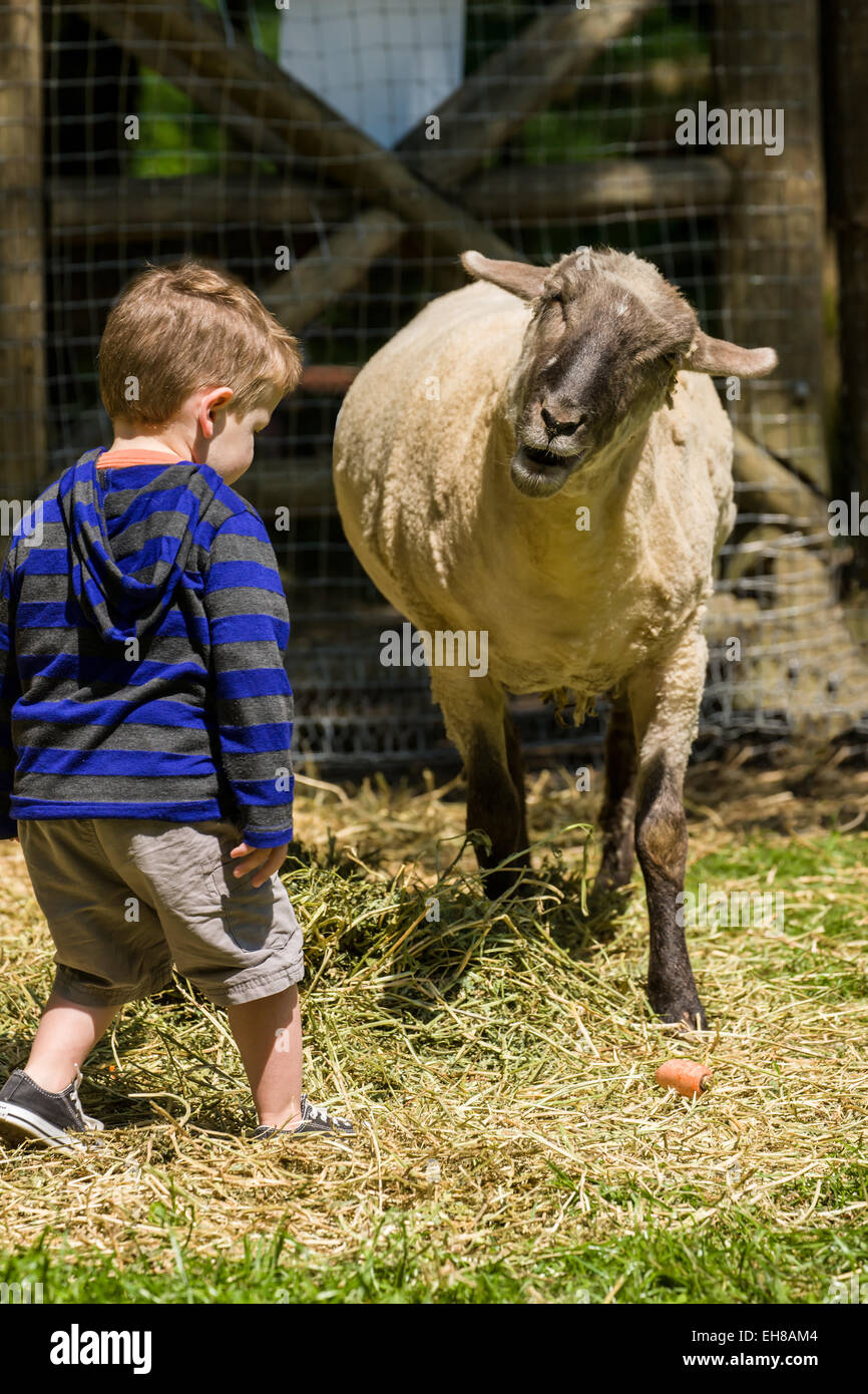 Schafe, die aussehen wie es versucht, mit einem kleinen Jungen am Fox Hollow Farm in der Nähe von Issaquah, Washington, USA zu kommunizieren Stockfoto