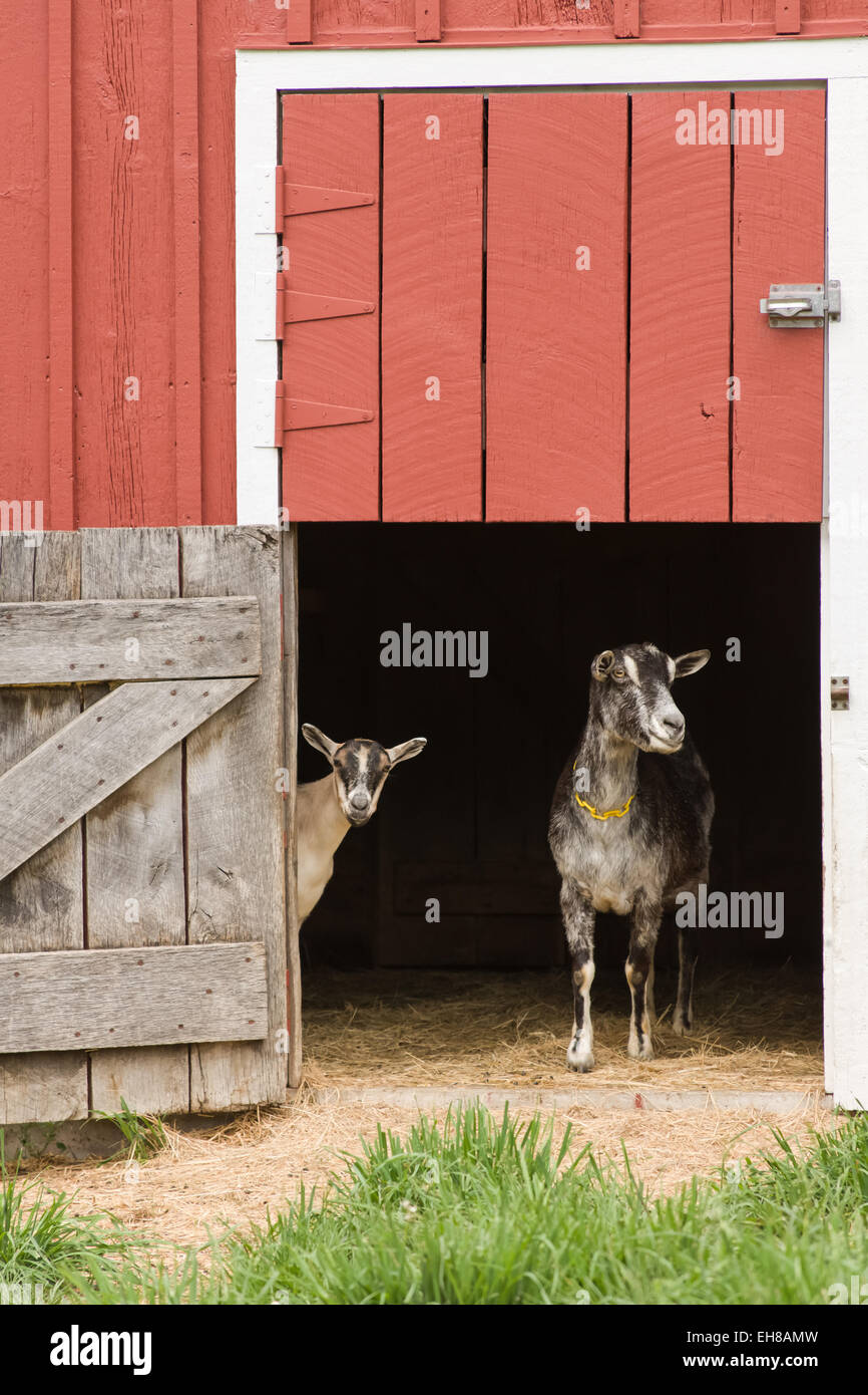 Zwei Alpine Milchziegen stehend in die Stalltür einer gepflegten Scheune in der Nähe von Galena, Illinois, USA Stockfoto