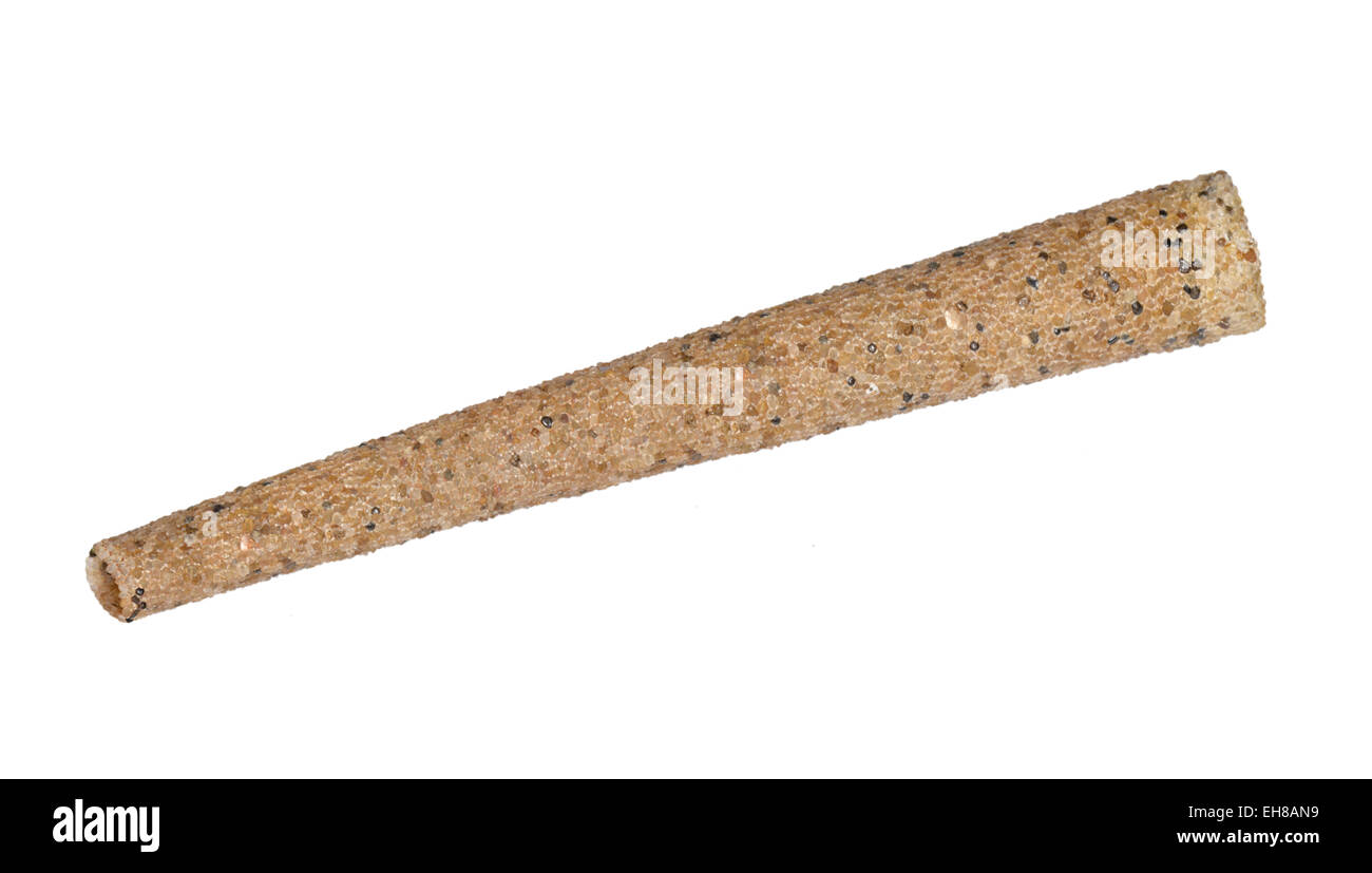 Trompete-Wurm - Lagis koreni Stockfoto