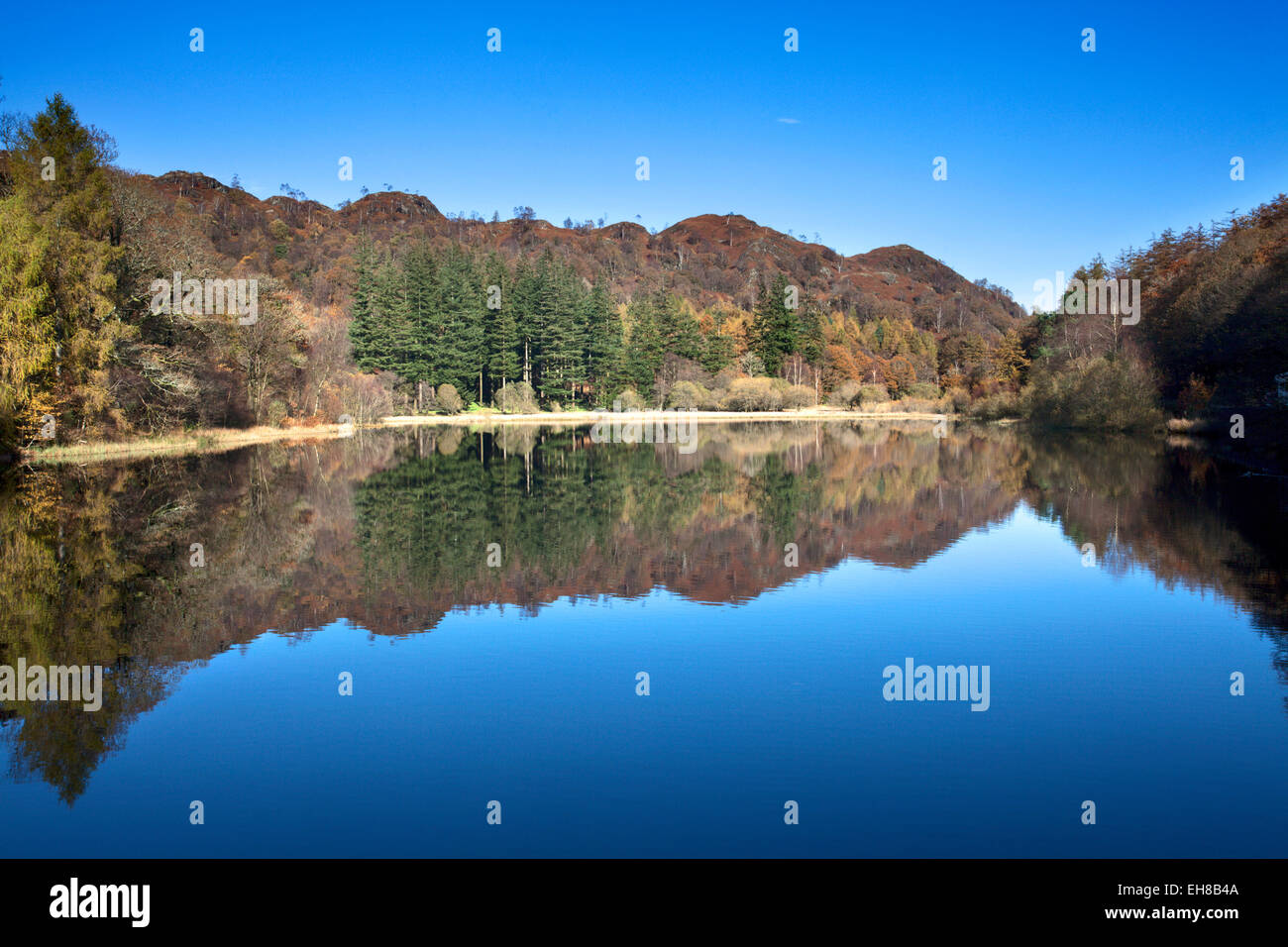 Eibe Baum Tarn an einem sonnigen Herbsttag, Nationalpark Lake District, Cumbria, England, Vereinigtes Königreich, Europa Stockfoto