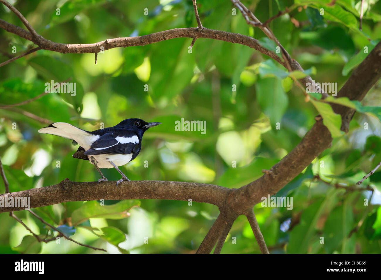 Oriental Magpie Robin (Copsychus Saularis) thront auf Zweig. Nonthaburi Provinz. Thailand. Stockfoto