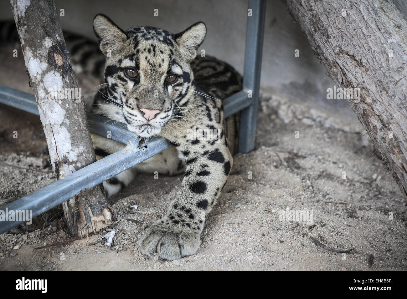 Nebelparder (Neofelis Nebulosa) am Khao Kheow Open Zoo Zuchtprogramm. Der Provinz Chonburi. Thailand. Stockfoto