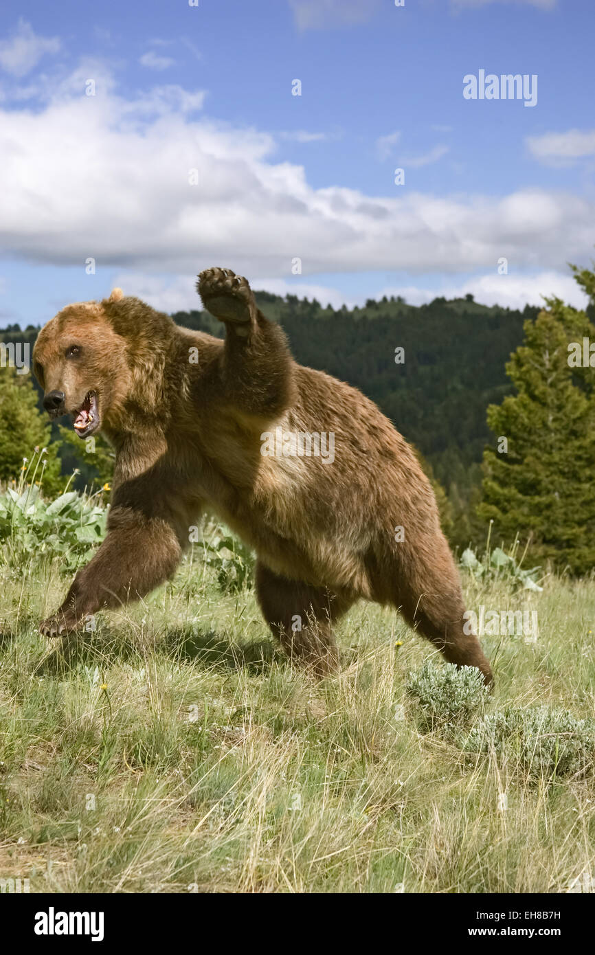 Erwachsenen männlichen Grizzlybär aufladen, Knurren und bereit zu kämpfen, mit Pfoten, in der Nähe von Bozeman, Montana, USA Stockfoto