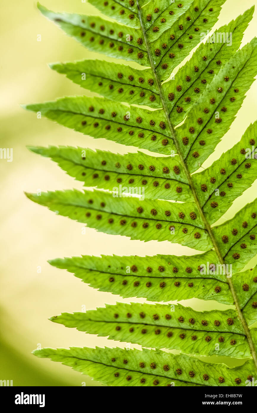 kunstpflanze grünlilie Grünlilie | Chlorophytum comosum