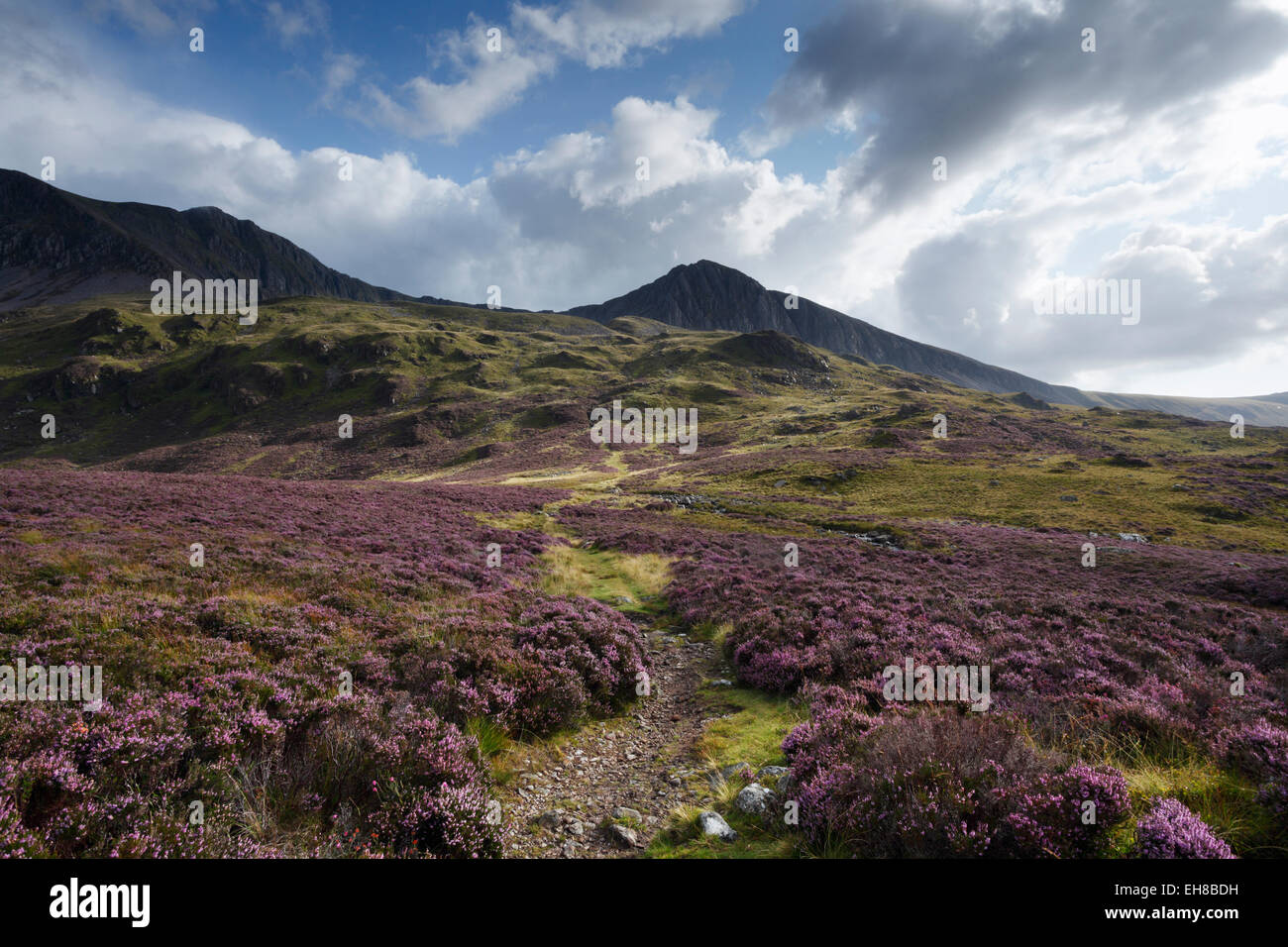 Fußweg zur Cadair Idris (Fox Pfad). Snowdonia-Nationalpark. Gwynedd, Wales, UK. Stockfoto