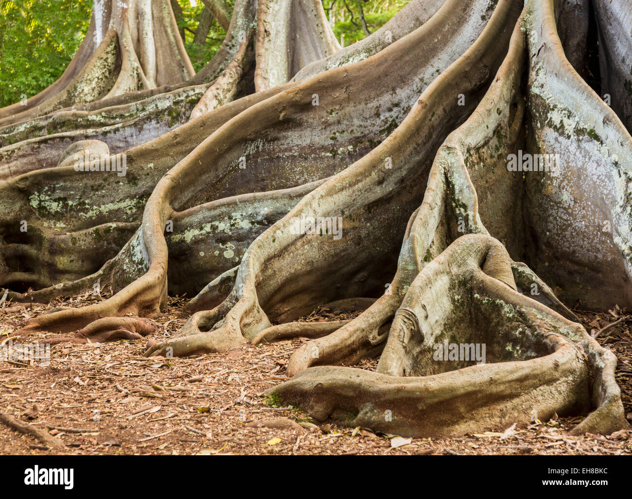 Wurzeln der Moreton Bay Feigenbaum wächst in Hawaii Stockfoto
