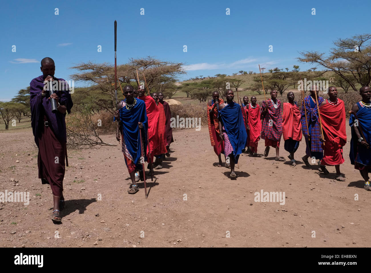 Eine Gruppe von Massai Krieger führen Sie eine Art von März - Vergangenheit während des traditionellen Eunoto ceremony in einem kommenden alt Zeremonie für junge Krieger in der Masai Stamm in der Ngorongoro Conservation Area im Krater im Hochland von Tansania Ostafrika durchgeführt Stockfoto
