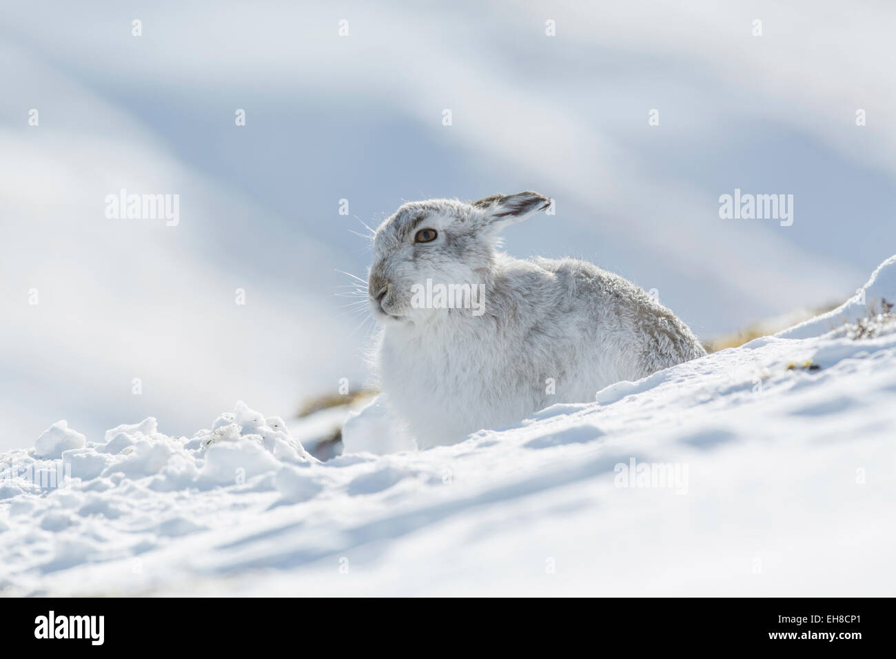 Schneehase (Lepus Timidus). Individuum in ein kratzen unter dem Schnee. Stockfoto