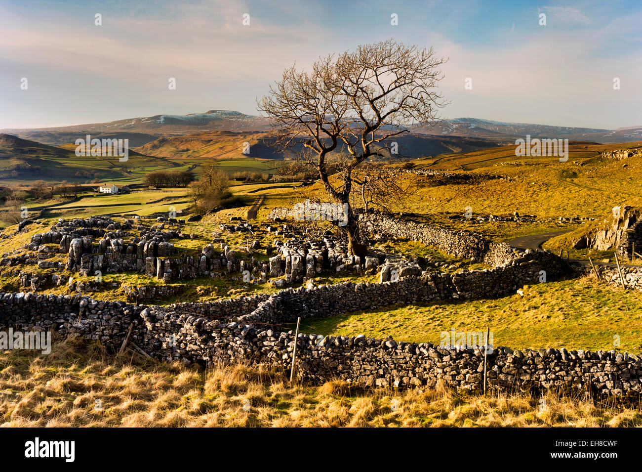 Lone Tree und Kalkstein Fahrbahn in Winskill, Langcliffe, in der Nähe von Settle, Yorkshire Dales National Park, Großbritannien, mit Ingleborogh Hügel am Horizont Stockfoto