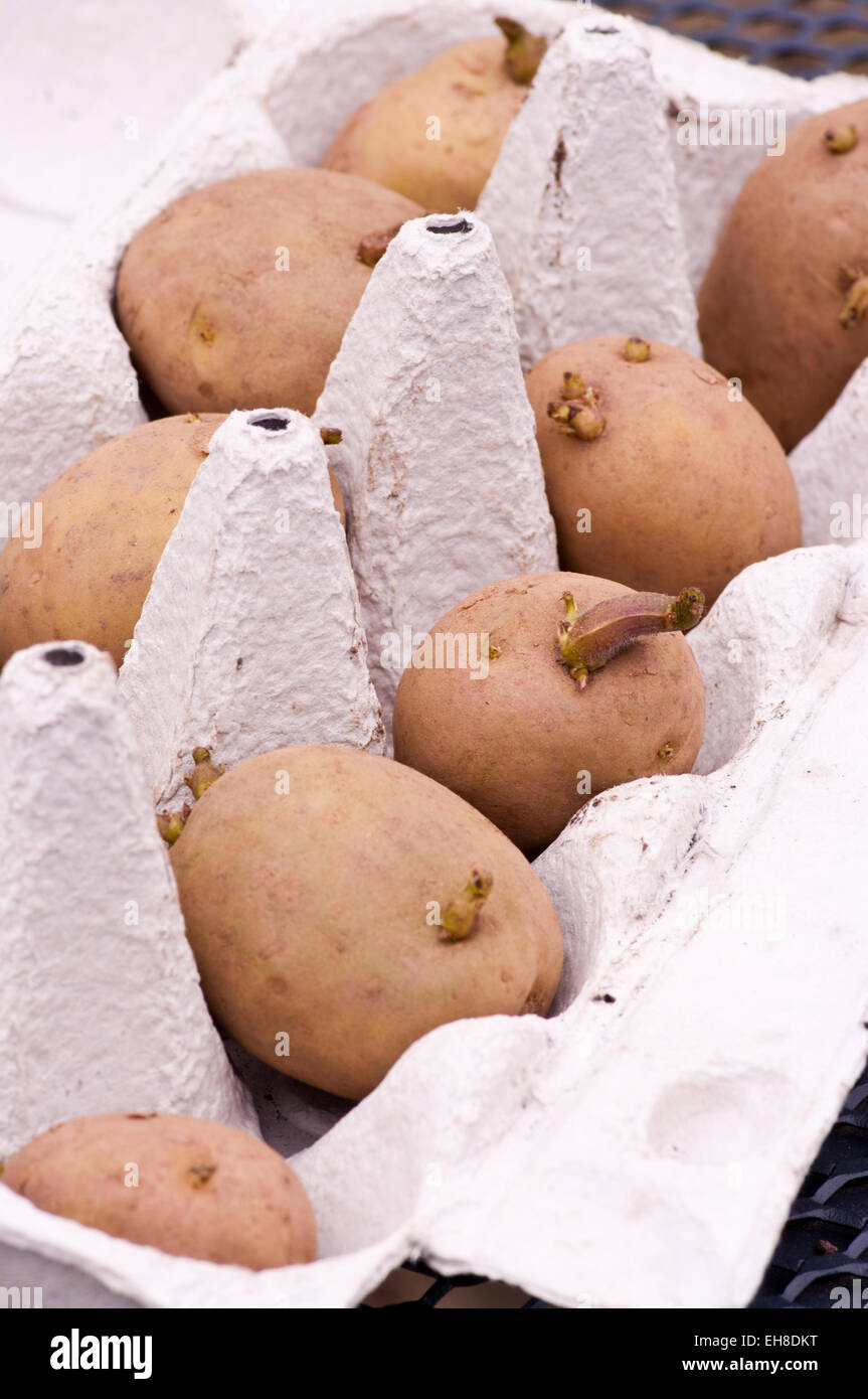 Frühe Kartoffeln Kartoffeln In einem Eierkarton Stockfoto