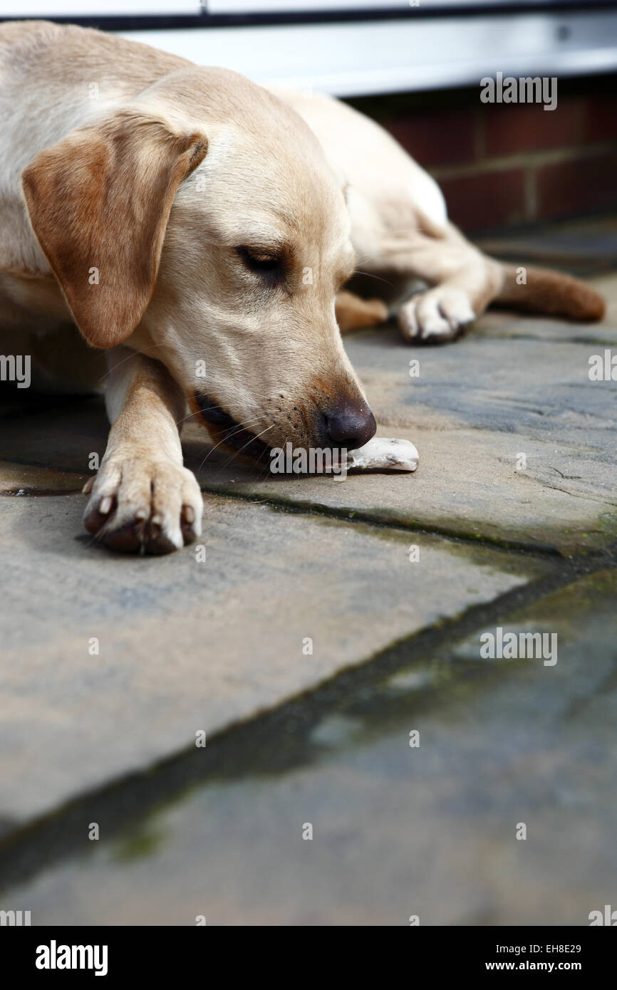 Gelber Labrador Retriever Welpen im Alter von 11 Monate alt essen Rindfleisch Rippenknochen auf eine Barf, biologisch geeignete rohen fleischigen Knochen Ernährung Stockfoto