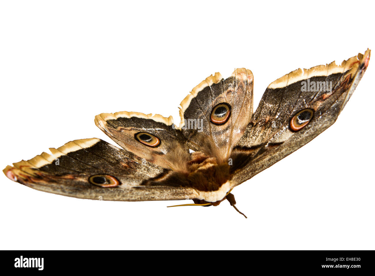 Die wunderschönen riesigen Seide Nachtfalter Schmetterling genannt Cecropia Moth isoliert auf weißem Hintergrund Stockfoto