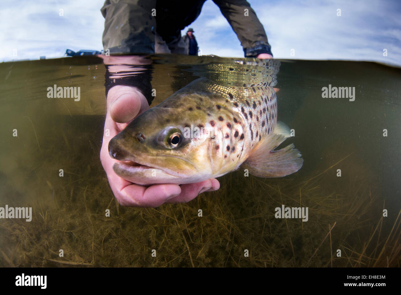 Bachforelle in eine Forelle freigesetzt Fliegenfischen See. Die Hälfte in die Hälfte aus Stockfoto