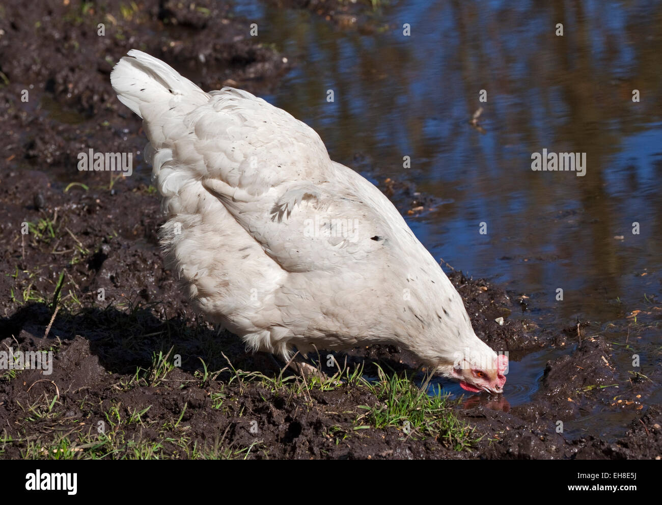 Weiße Henne Trinkwasser aus einer Pfütze, UK Stockfoto
