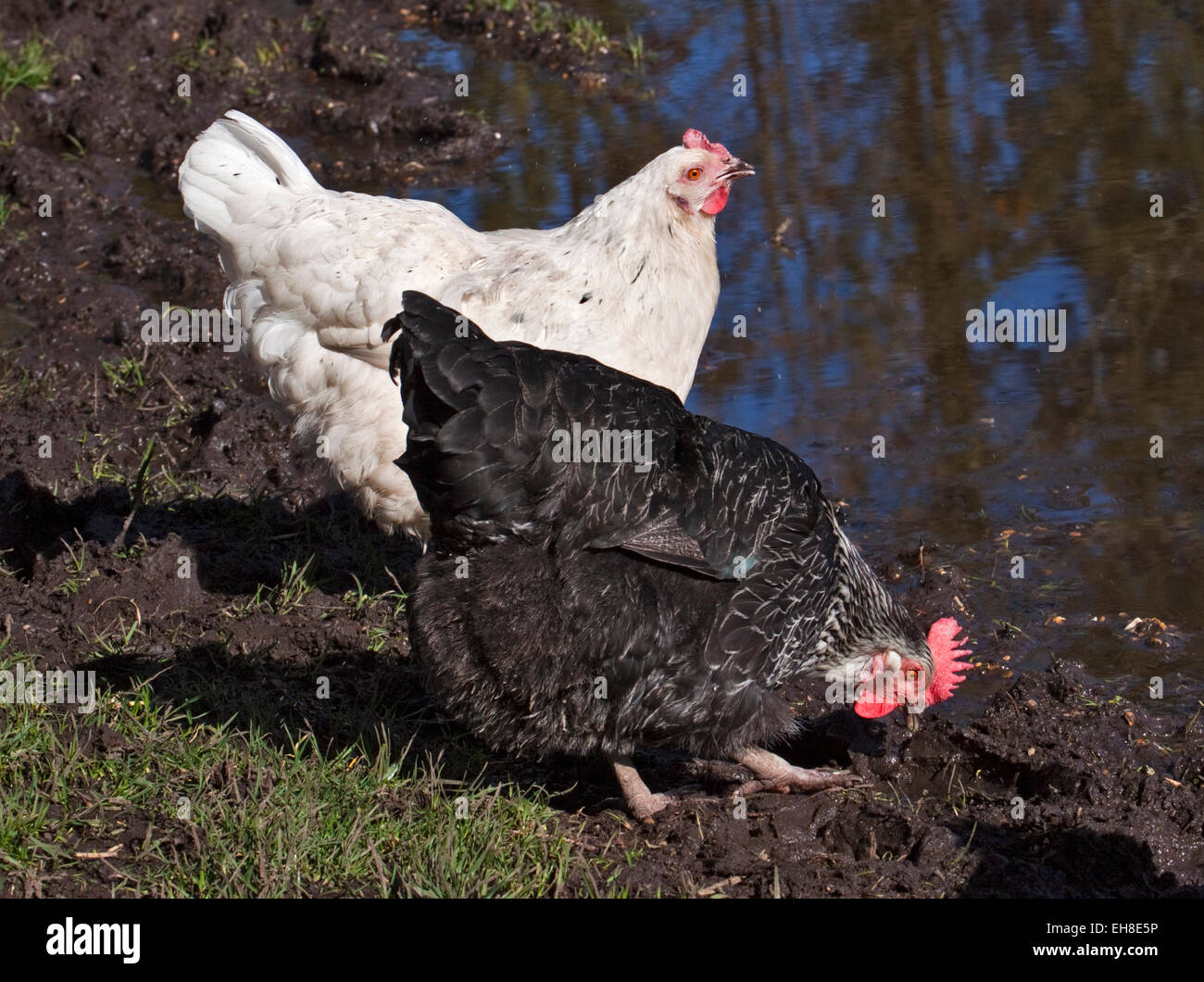 Schwarz / weiß Hennen Trinkwasser aus einer Pfütze, UK Stockfoto