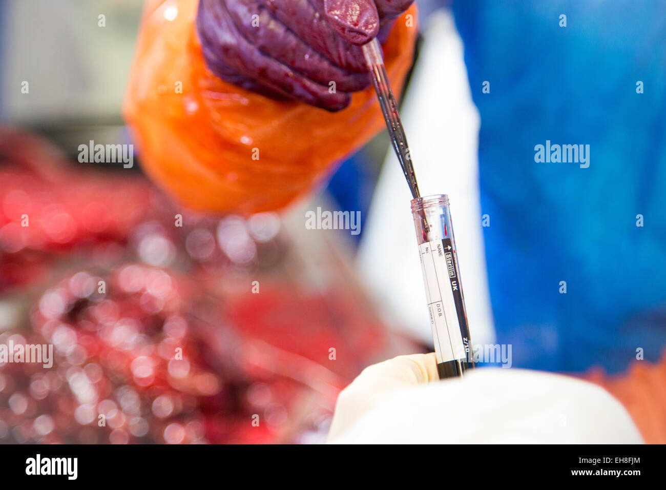 Eine Pipette voll von Blut aus einer Dichtung Autopsie wird in einem Reagenzglas überführt. Mit Hilfe Stockfoto