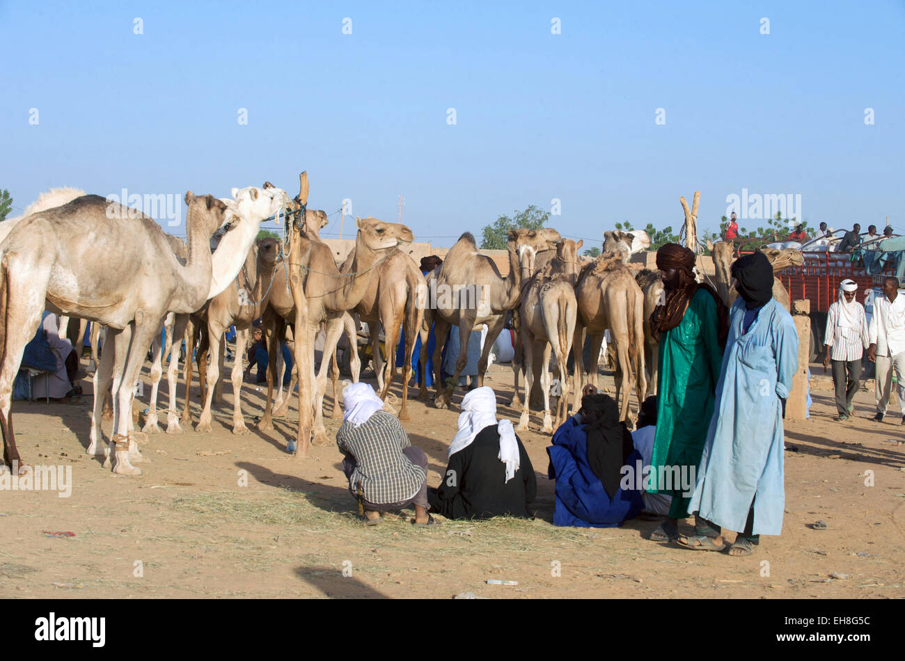 Tuareg Kamel und Rinder Markt der Sahara Wüste Stadt Agadez, Niger, Afrika. Stockfoto