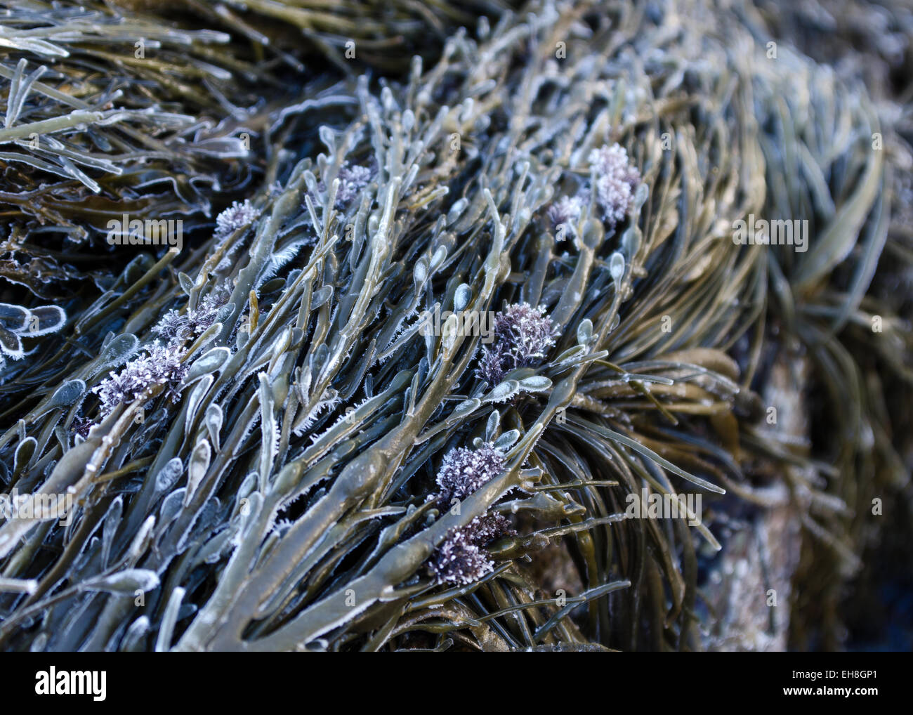 Frost-Felgen die Kanten der Rockweed Stiele und Büschel von Vertebrata Lanosa an der Küste von Maine. Stockfoto