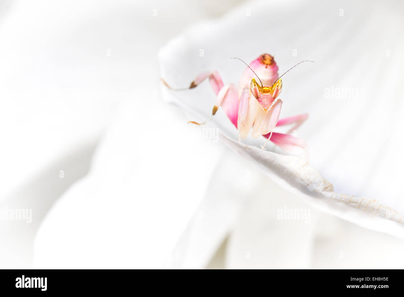 Orchideen Gottesanbeterin auf ein weißes Blütenblatt Stockfoto