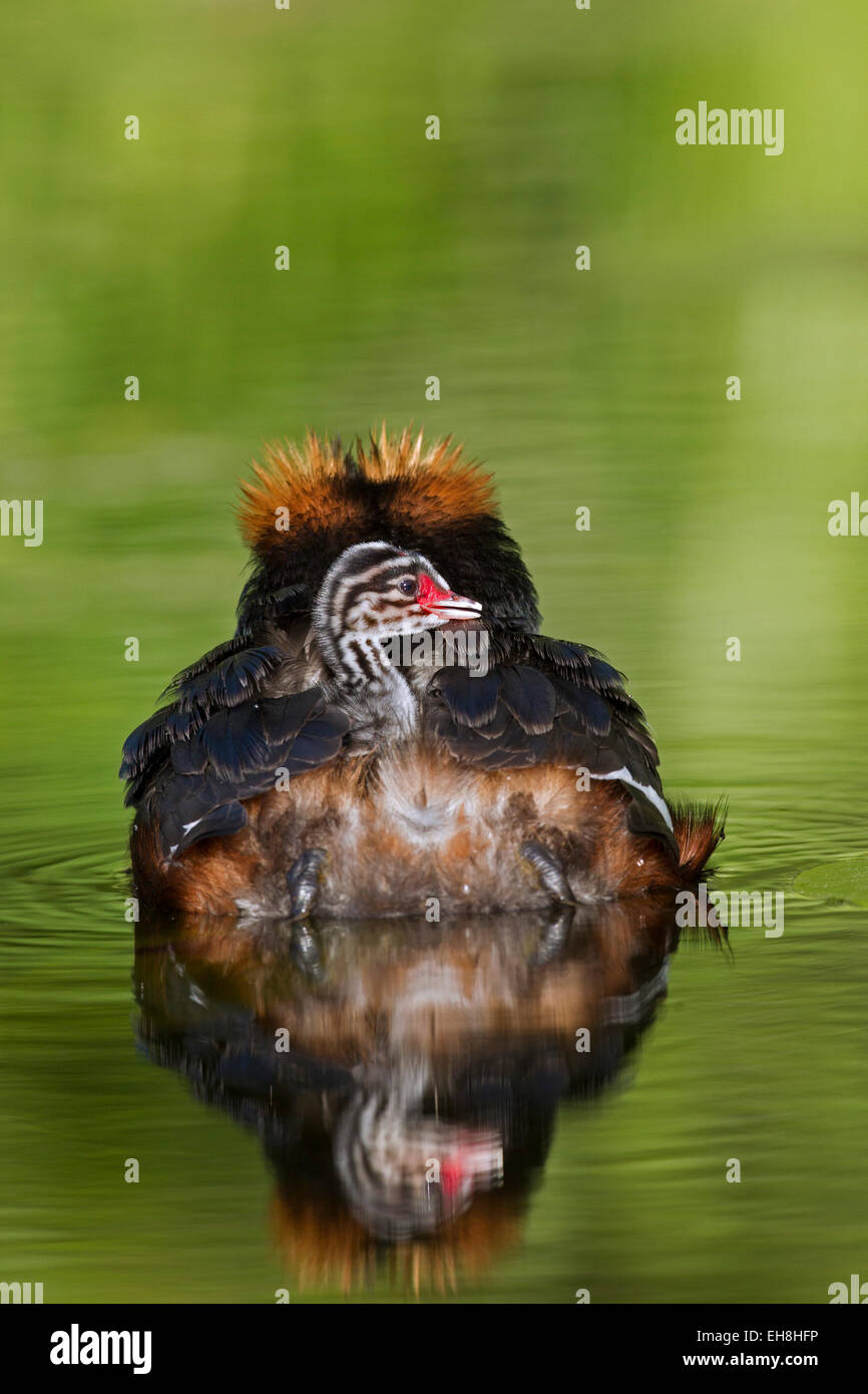 Ohrentaucher (Podiceps Auritus) in der Zucht Gefieder, Schwimmen im See während des Tragens Küken auf dem Rücken Stockfoto
