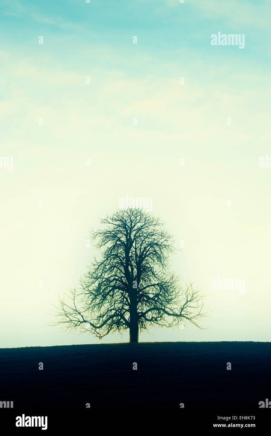 Winter Rosskastanie Baum in der englischen Landschaft. Silhouette. Mit angewandten verblasste filter Stockfoto