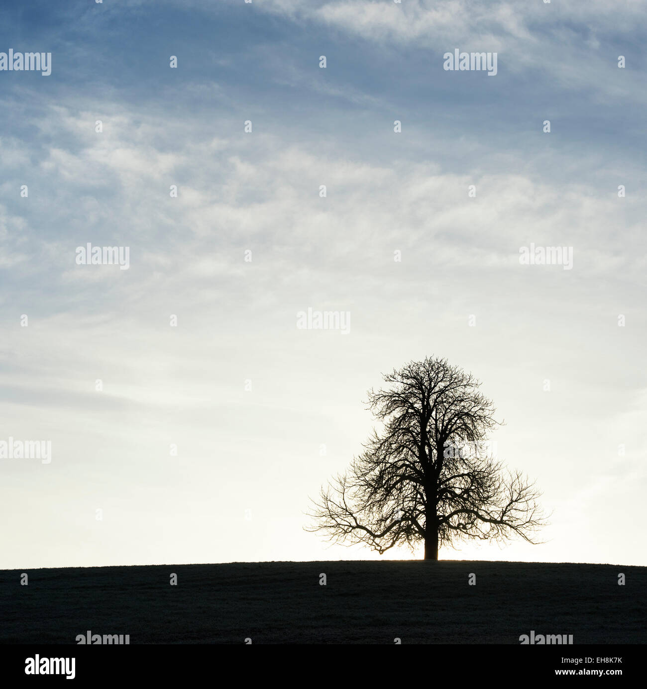 Winter Rosskastanie Baum in der englischen Landschaft. Silhouette Stockfoto