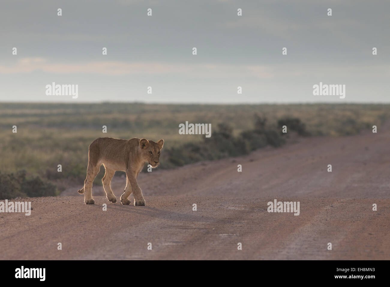 Löwenjunges in Etosha National Park, über einen Feldweg. Stockfoto