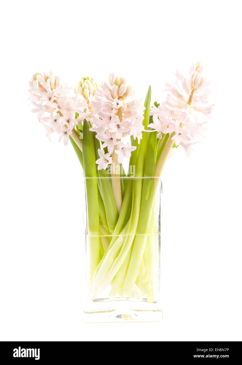 Eine Vase mit rosa Hyazinthe Blumen auf einem weißen Hintergrund Stockfoto