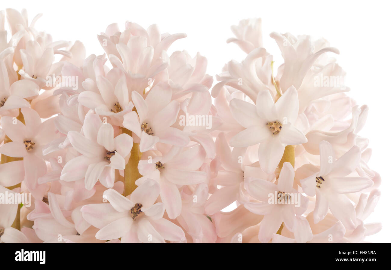Drei Rosa Hyazinthe Blüten auf einem weißen Boden Stockfoto