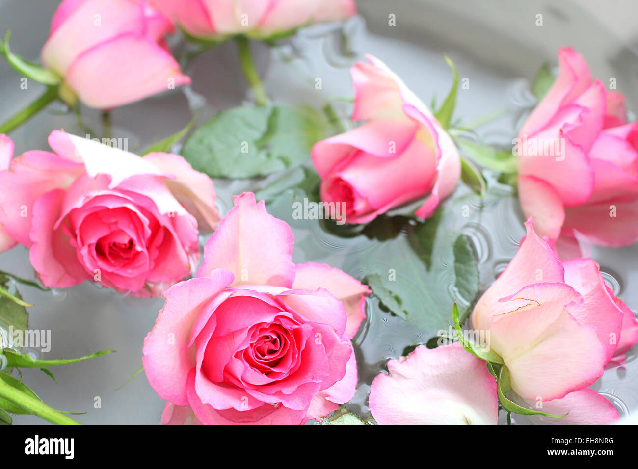 Rosa Rosen in Wasser, schönen Hintergrund Stockfoto