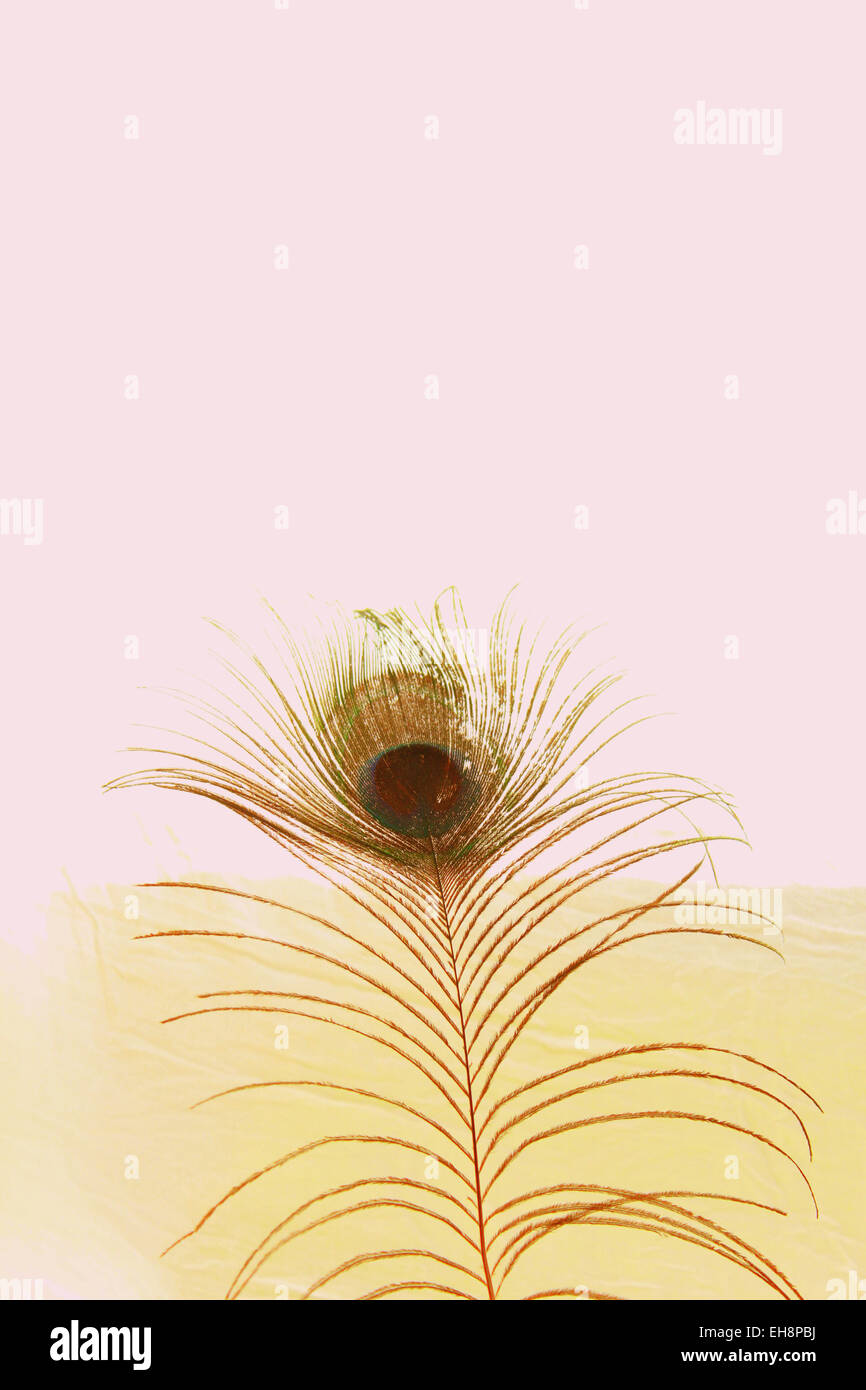 Peacock Feather Vintage-Hintergrund Stockfoto