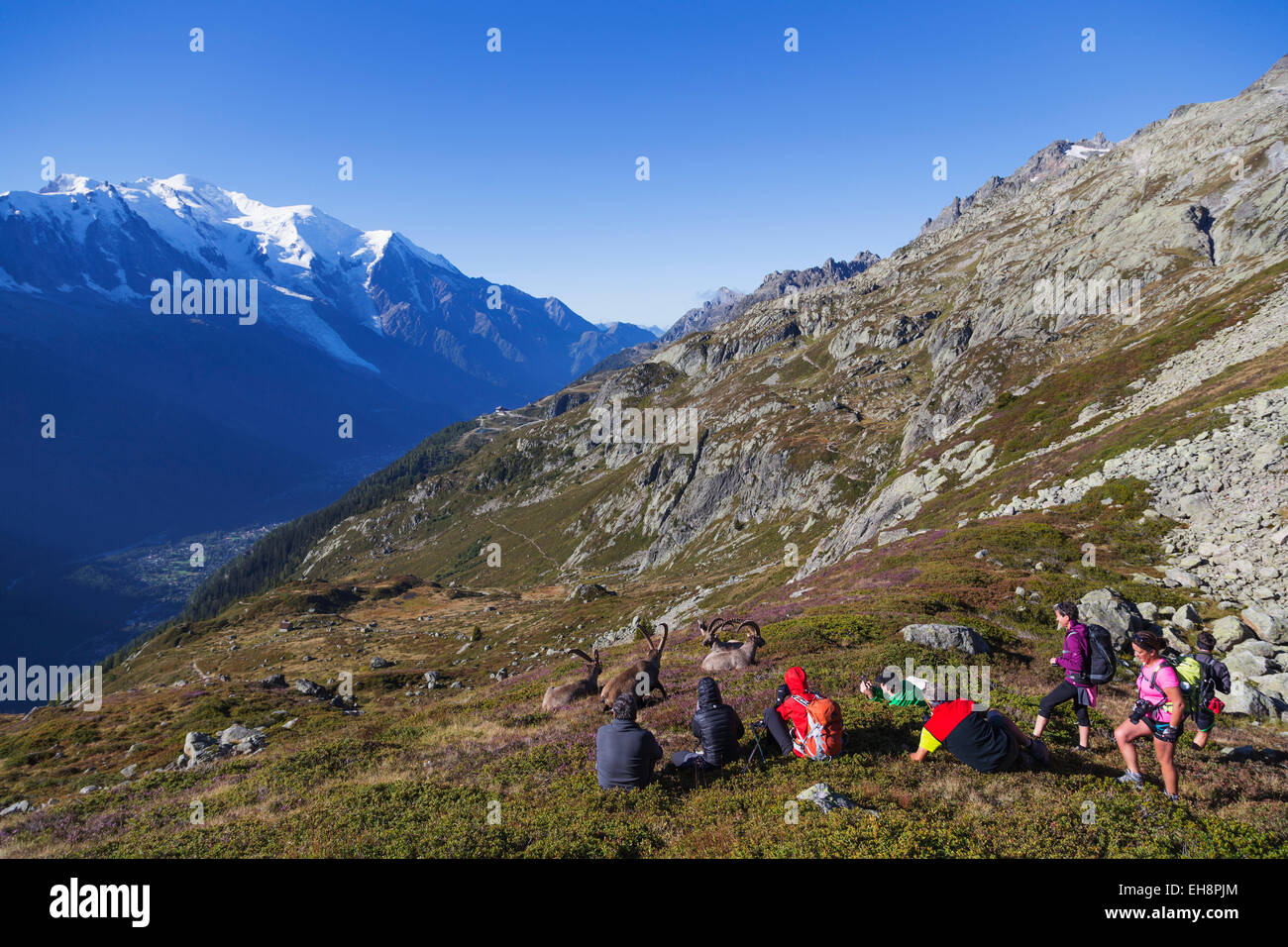 Europa, Frankreich, Haute Savoie, Rhône-Alpen, Chamonix, Steinbock Stockfoto