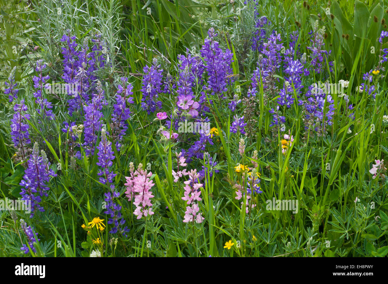 Verschiedenen Wildblumen: silbrig Lupine, Wild Geranium und Penstemon Stockfoto