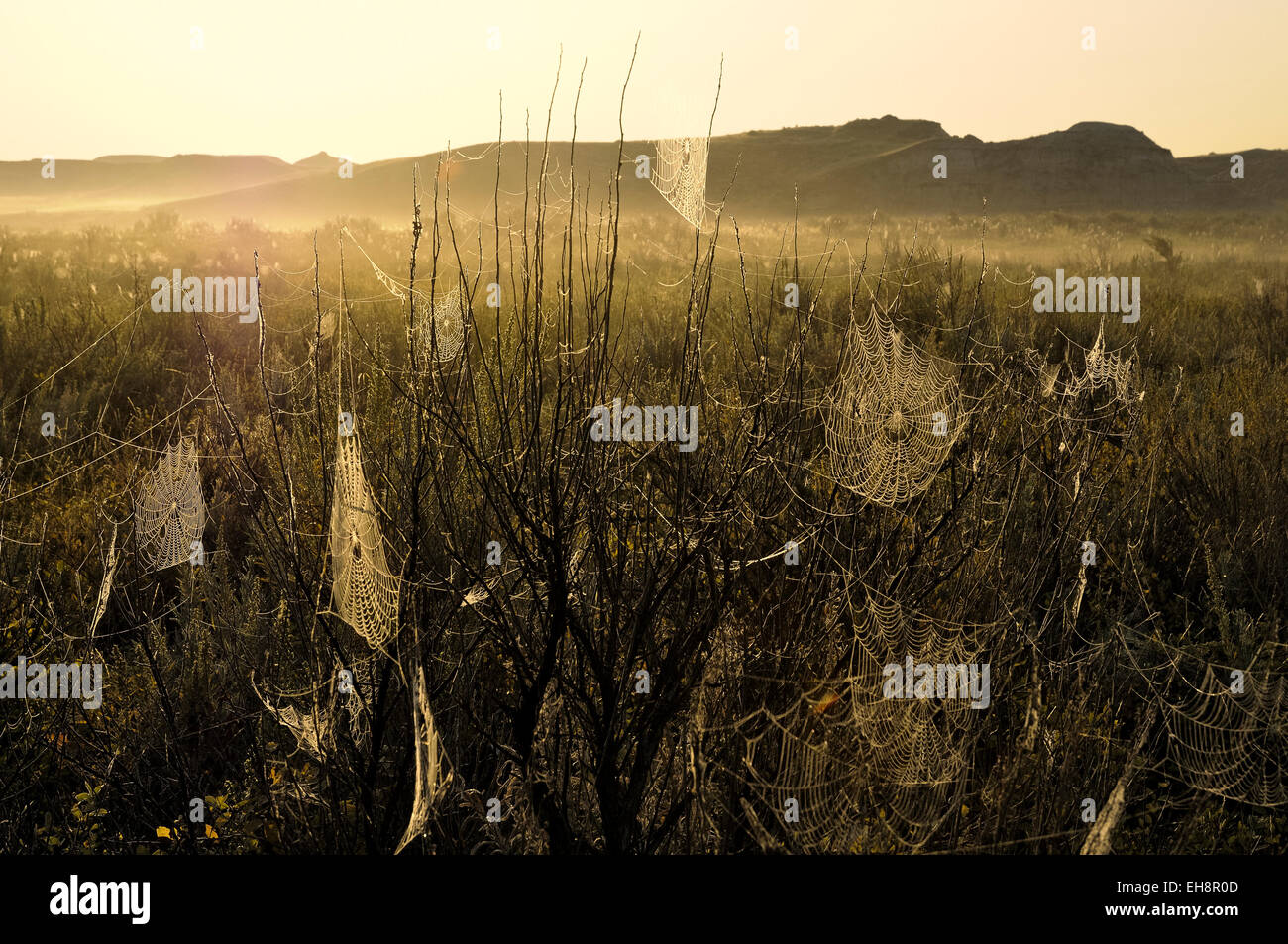 Wiese in der Morgendämmerung mit Spinnweben. Stockfoto