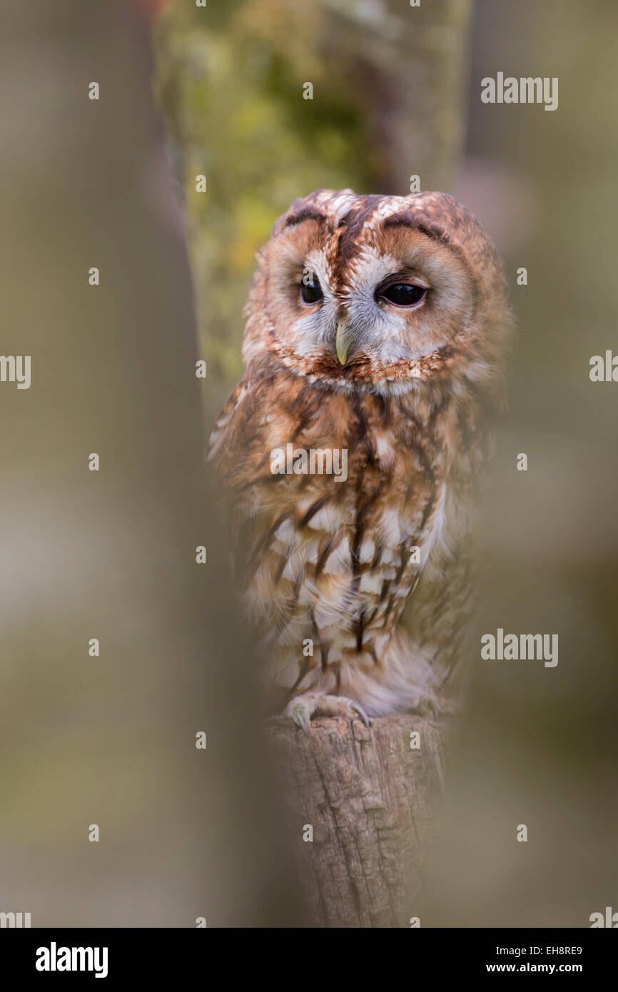 Waldkauz; Strix Aluco Single; Gefangener Vogel UK Stockfoto