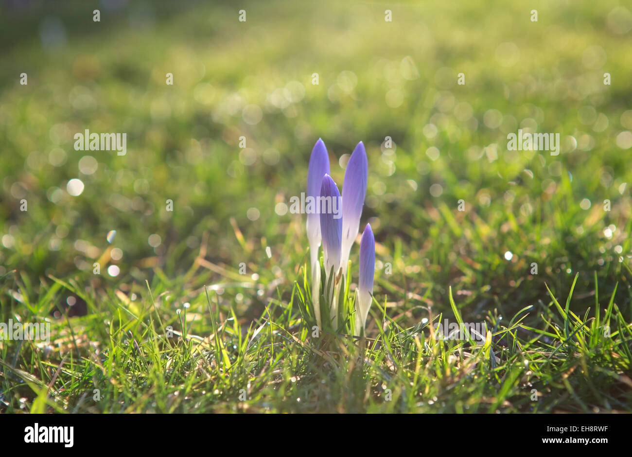 lila Krokus Blüten auf dem grünen Rasen bei Sonnenaufgang Stockfoto