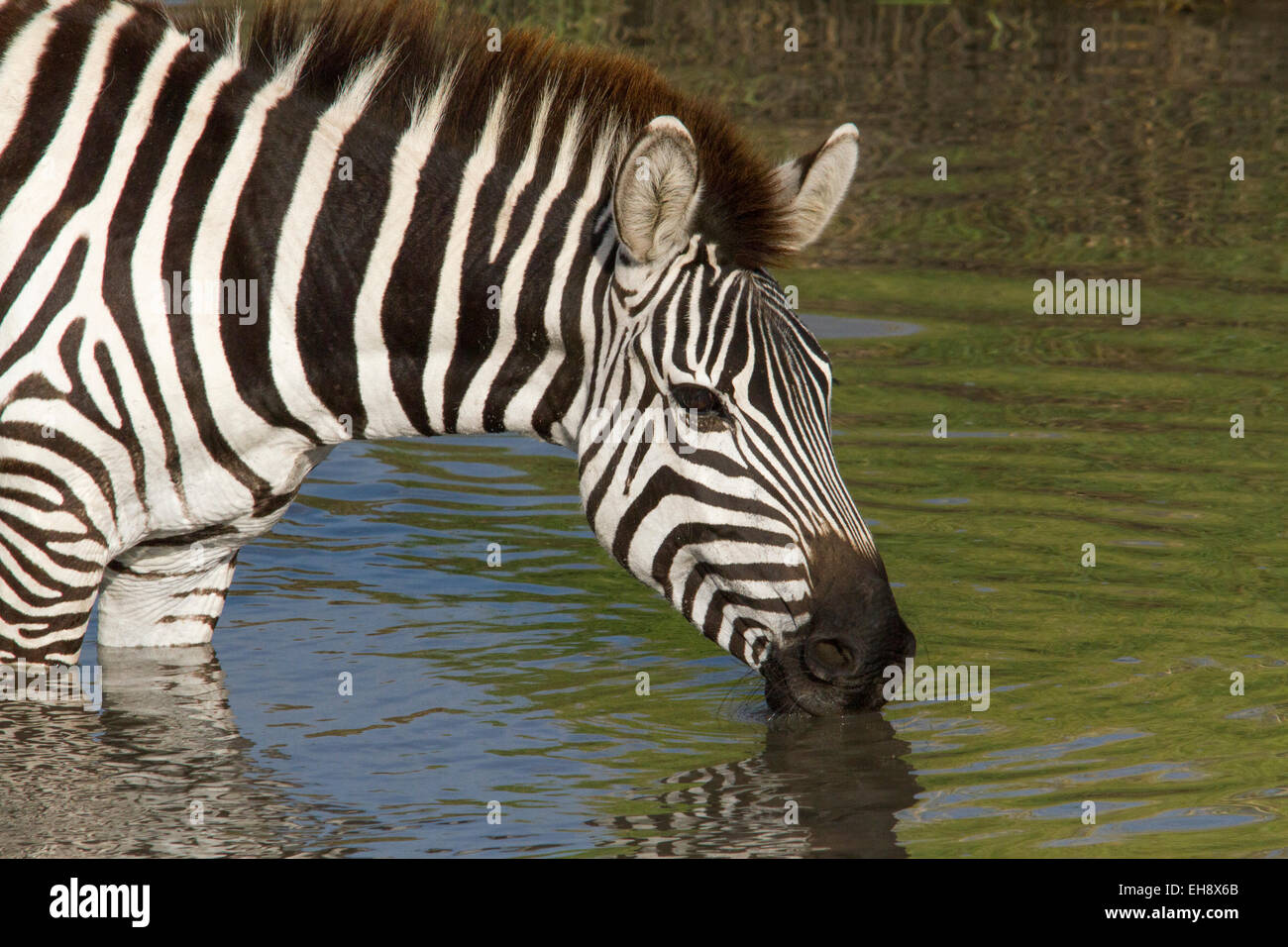 Zebra, trinken in der Masai Mara - Kenia Stockfoto