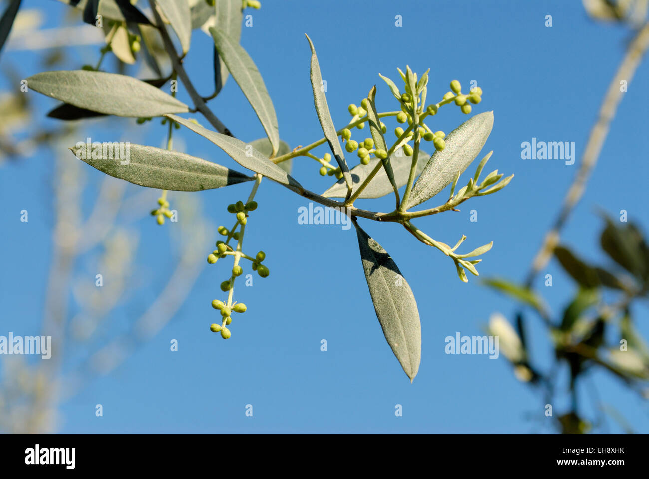 Detail der Olive Knospen auf einem Olivenbaum im zeitigen Frühjahr, Toskana, Italien Stockfoto