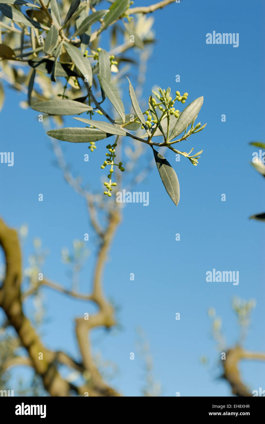 Olive Knospen auf einem Olivenbaum im zeitigen Frhjahr, Toskana, Italien  Stockfotografie - Alamy