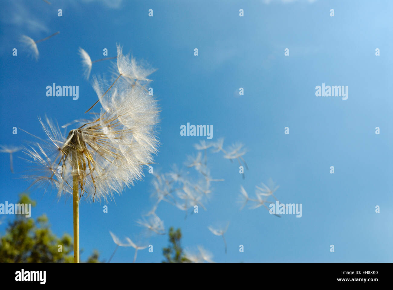 Löwenzahn Samen Kopf und Samen im Wind gegen blauen Himmel Stockfoto