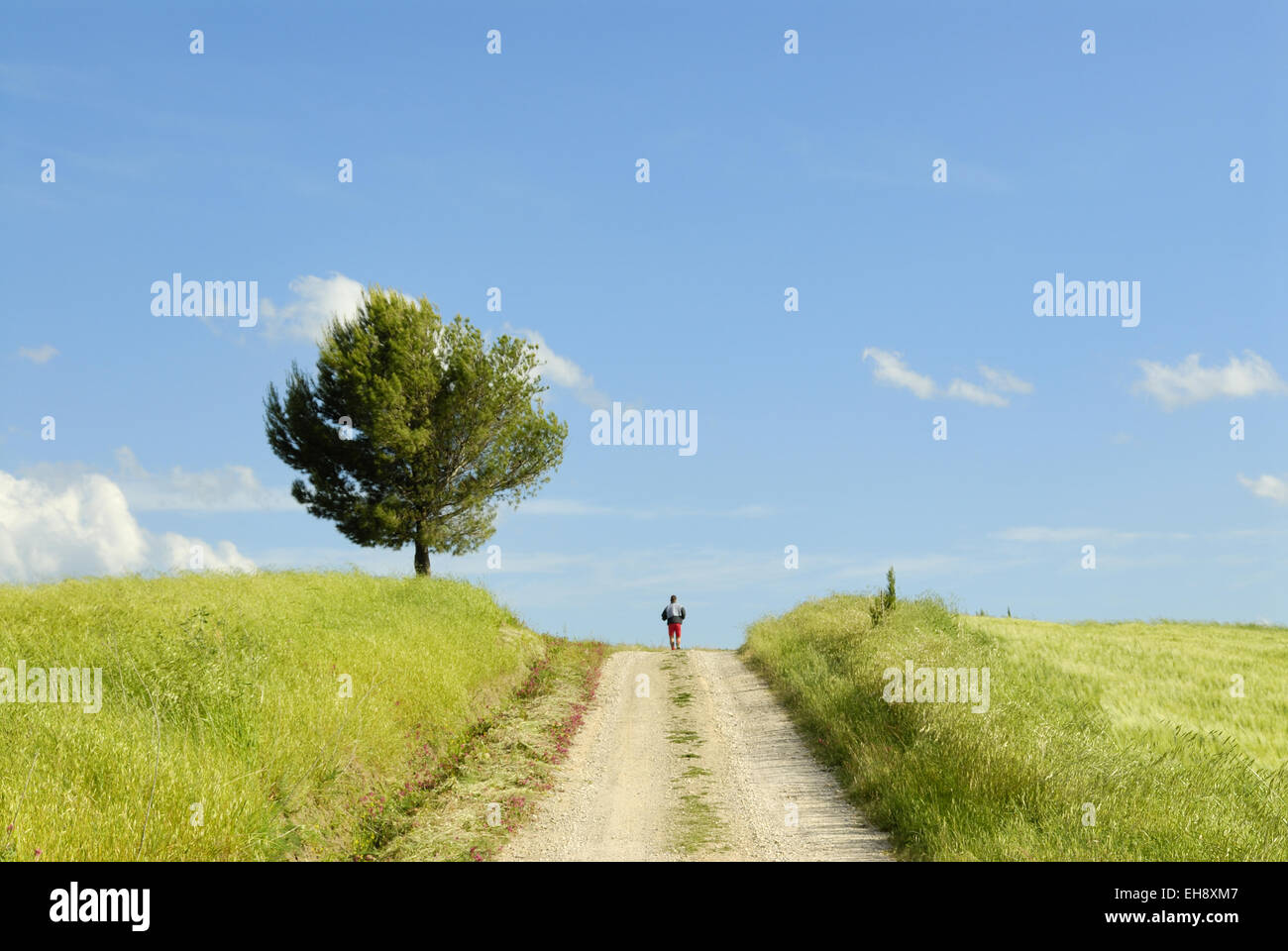 Landstraße, Jogger, Wiese und einsamen Baum, Toskana, Italien Stockfoto