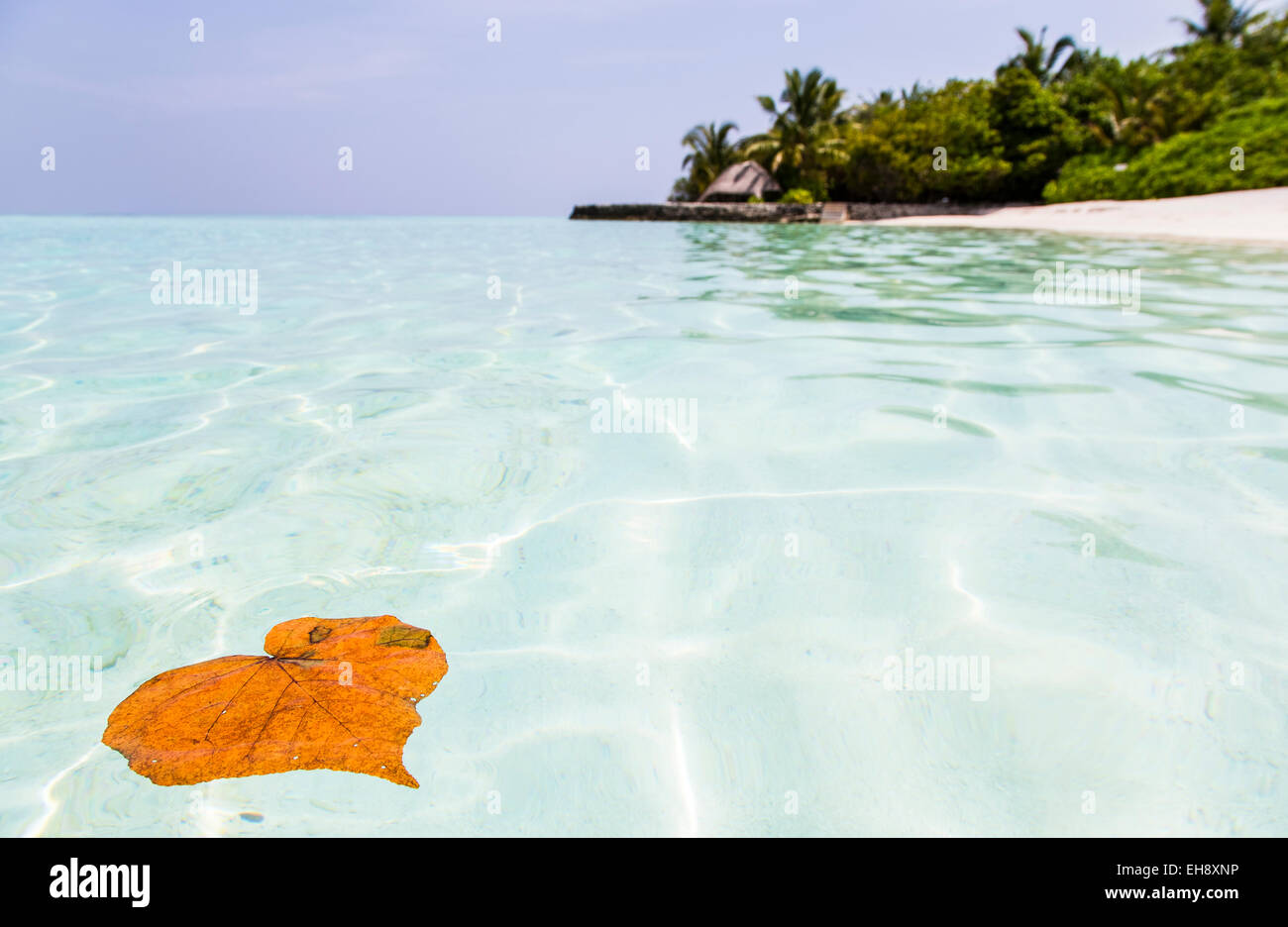 Eine herzförmige Blätter Schwimmen im türkisblauen Meer auf Makunudu Island auf den Malediven Stockfoto