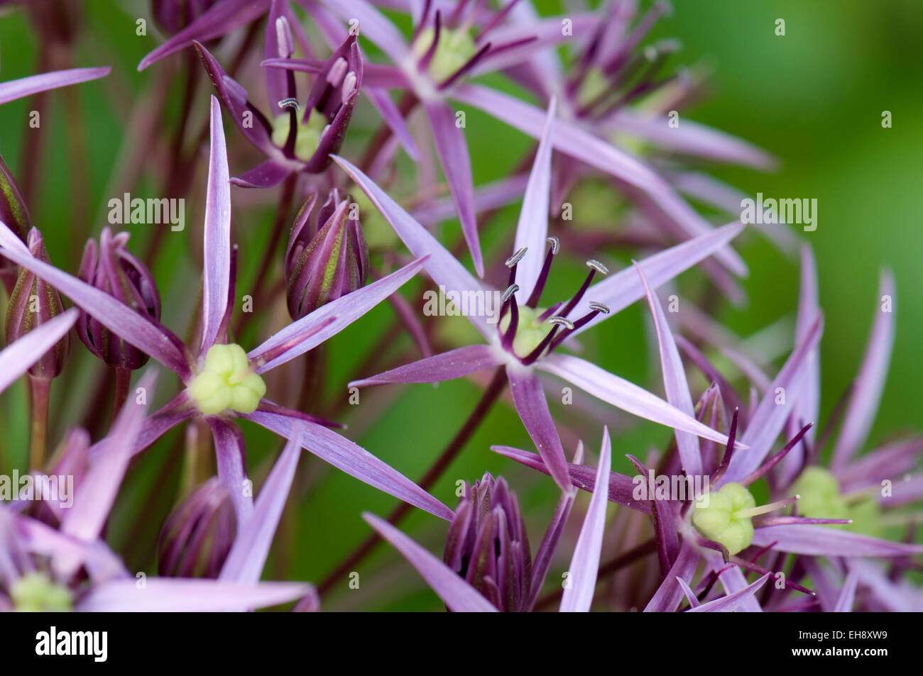 Nahaufnahme von Allium christophii Stockfoto