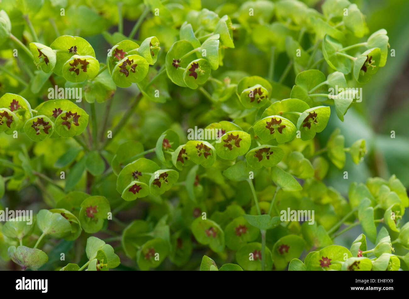 Euphorbia "Baby-Charme" Stockfoto