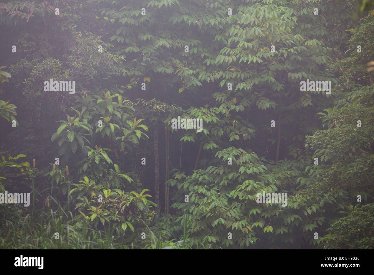 Nebligen Regenwald, Taman Negara Nationalpark, Malaysia Stockfoto