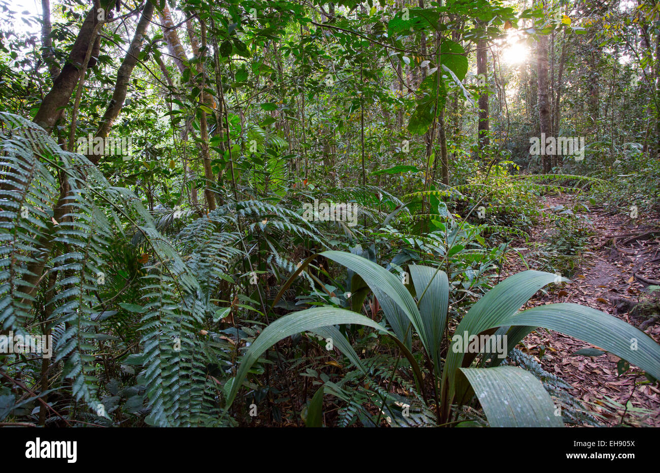 Feuchte montane Rainforest, Frasers Hill, Malaysia Stockfoto