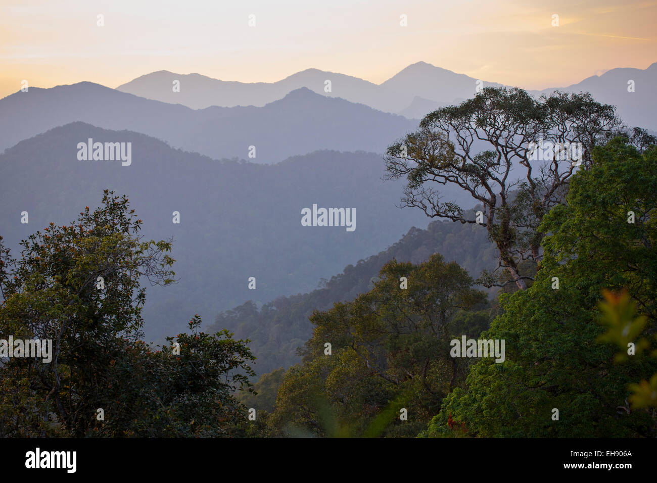 Blick auf Rainforest Wildnis in der Provinz Pahang, Malaysia Stockfoto