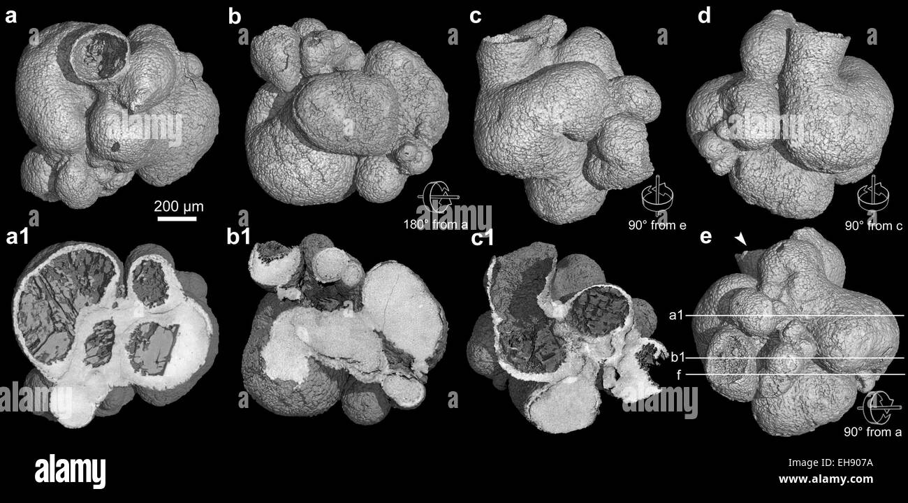 (150309) - WASHINGTON DC, 9. März 2015 (Xinhua)--Bild zur Verfügung gestellt von Nanjing Institut für Geologie und Paläontologie der China am 9. März 2015 zeigt Bilder von 600 Millionen Jahre alten Primitiven Schwamm Fossil mit ein bildgebendes Verfahren, das Synchrotron Röntgentomographie genannt. Tiere sind seit mindestens 600 Millionen Jahre, Forschung unter der Leitung von chinesischen Wissenschaftlern bestätigt Montag auf der Erde. Die Studie, veröffentlicht in der US-Fachzeitschrift Proceedings der National Academy of Sciences, beschrieb ein gut erhaltenes, Reis Korn-Größe primitive Schwamm Fossil erholte sich von 600 Millionen Jahre Felsen in Südwest-China Stockfoto