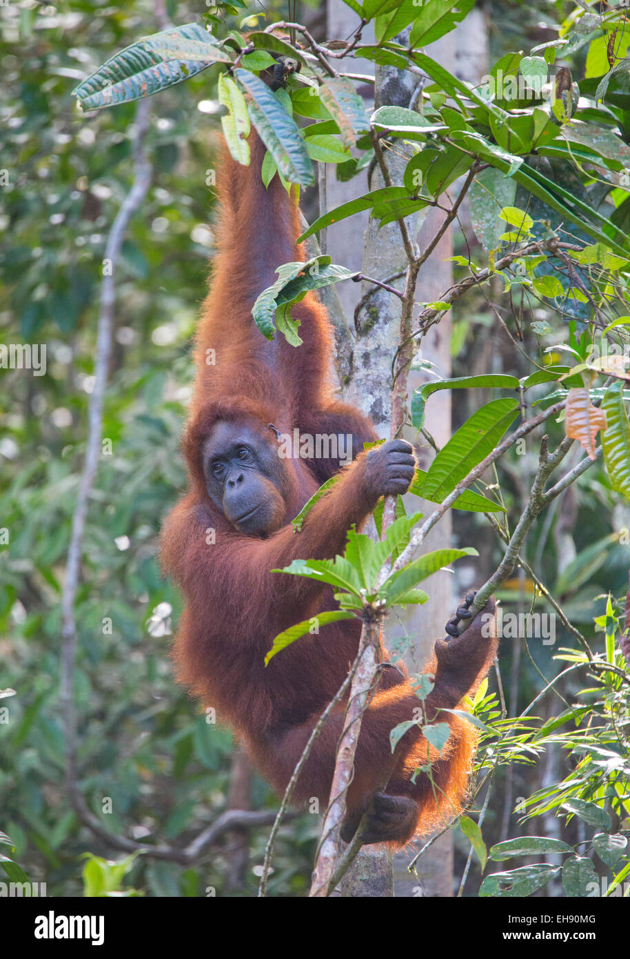 Mutter und juvenile Bornean Orang-Utans (Pongo Pygmaeus), Sarawak, Malaysia Stockfoto