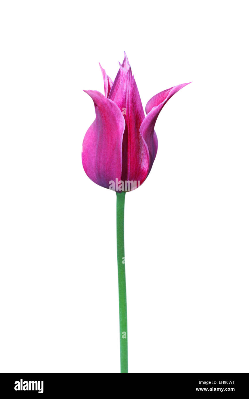violette Lilie blühende Tulpe auf weißem Hintergrund Stockfoto